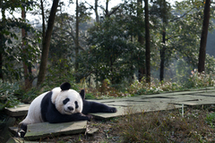 China Pandas Bound For Scotland