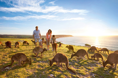 Extraordinarily Beautiful: Discover Australia’s Gems from the Reef to ‘Roos