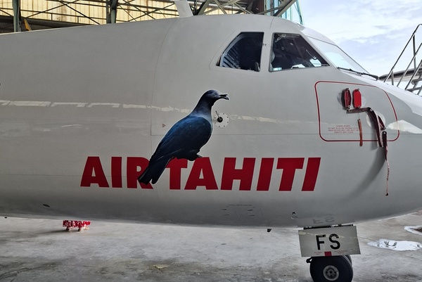 Air Tahiti présente une livrée pour la préservation des oiseaux