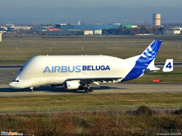 beluga