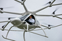 Volocopter VC200 d'e-volo Volocopter VC200 d'e-volo
