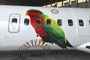 Air Tahiti présente une livrée pour la préservation des oiseaux