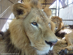 Operation Lion Ark: Animal Defenders International Plans Massive Airlift of Rescued Circus Lions from Bolivia to Colorado Operation Lion Ark: Animal Defenders International Plans Massive Airlift of Rescued Circus Lions from Bolivia to Colorado