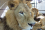 Operation Lion Ark: Animal Defenders International Plans Massive Airlift of Rescued Circus Lions from Bolivia to Colorado Operation Lion Ark: Animal Defenders International Plans Massive Airlift of Rescued Circus Lions from Bolivia to Colorado