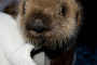 FedEx Special Delivery Helps Orphaned Sea Otter Pup Find New Home at Pittsburgh Zoo & PPG Aquarium